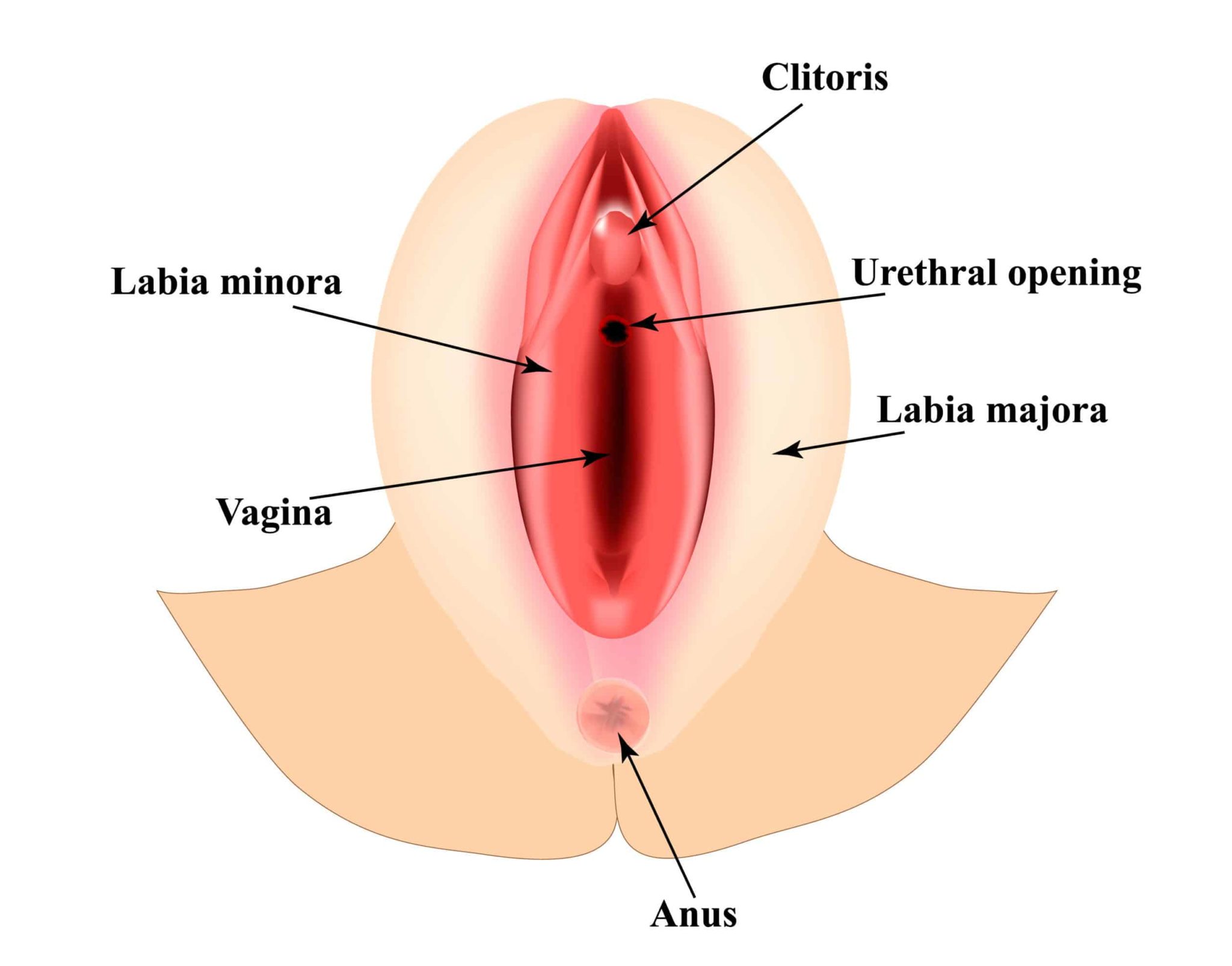 female genitalia anatomy